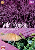 Wild Indonesia [rekaman video]
